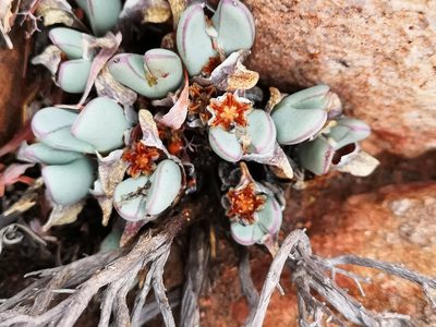 Conophytum bilobum, photographed by leandra-k_89