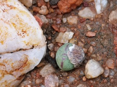 Conophytum bilobum, photographed by leandra-k_89