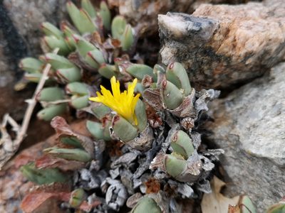 Conophytum bilobum, photographed by leandra-k_89