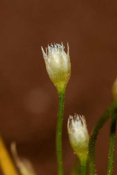 Eriocaulon minutum, photographed by S.MORE