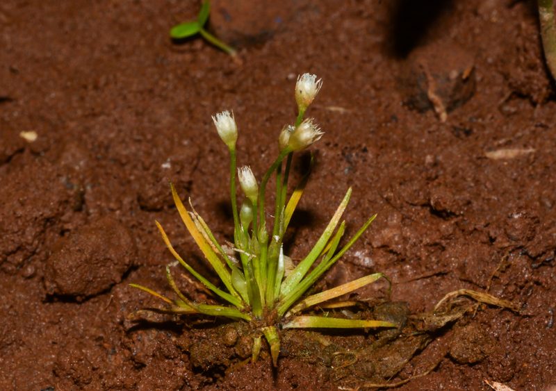 Eriocaulon minutum, photographed by S.MORE