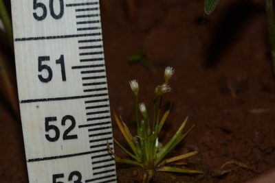 Eriocaulon minutum, photographed by S.MORE