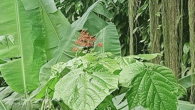 Clerodendrum paniculatum, photographed by Ong Jyh Seng