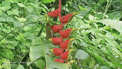Heliconia rostrata, photographed by Ong Jyh Seng
