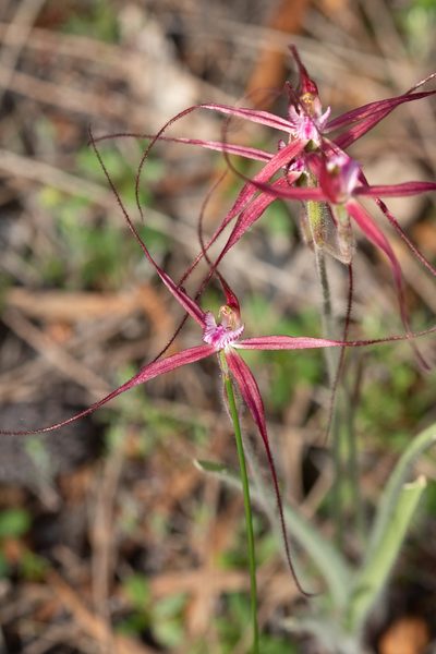 Caladenia footeana, photographed by Cal Wood