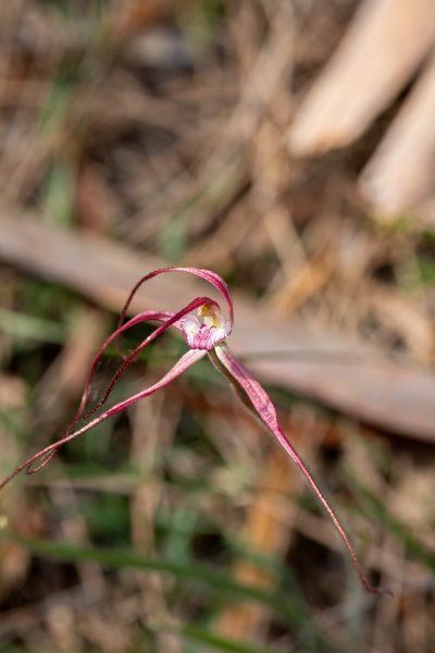 Caladenia footeana, photographed by Cal Wood
