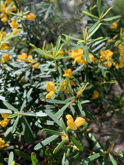 Pultenaea flexilis, photographed by Guy Taseski