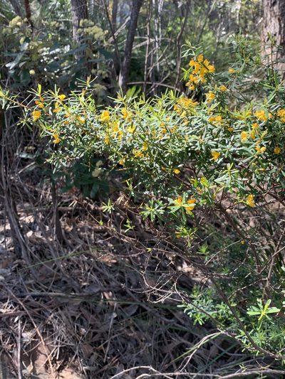 Pultenaea flexilis, photographed by Guy Taseski