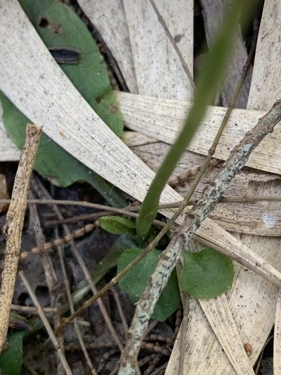 Pterostylis erecta, photographed by Guy Taseski