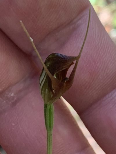 Pterostylis erecta, photographed by Guy Taseski