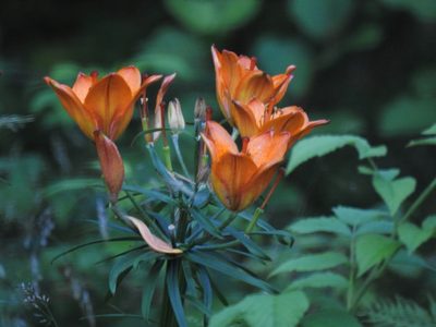 Lilium bulbiferum, photographed by Wouter Koch
