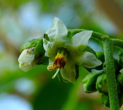 Solanum umbellatum, photographed by Francisco Farriols Sarabia
