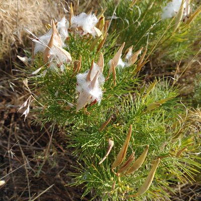 Asclepias pumila, photographed by Brian Dickerson