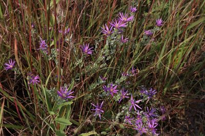 Symphyotrichum sericeum, photographed by Jacob Friend