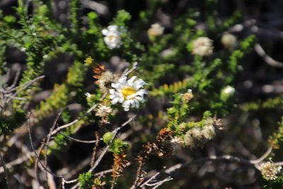 Polyarrhena reflexa, photographed by Tony Rebelo