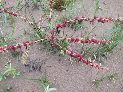 Blitum virgatum, photographed by Michel Langeveld