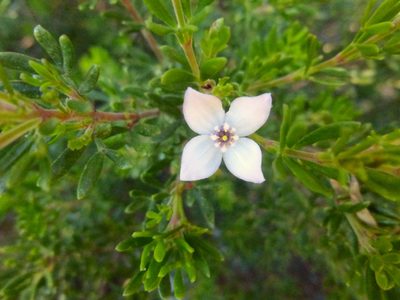 Boronia citriodora, photographed by Kiri Bee