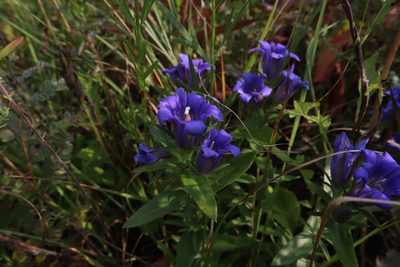 Gentiana puberulenta, photographed by Jacob Friend