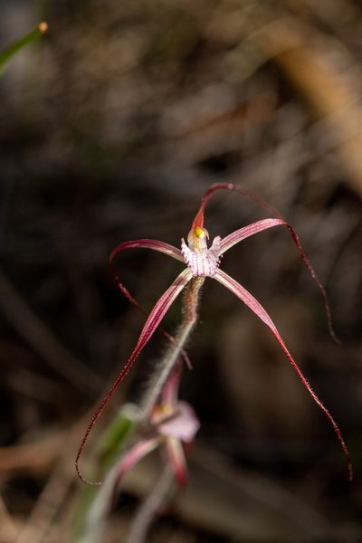 Caladenia footeana, photographed by Cal Wood