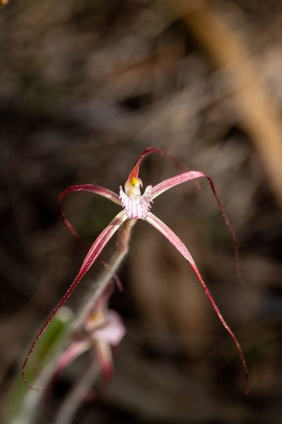 Caladenia footeana, photographed by Cal Wood