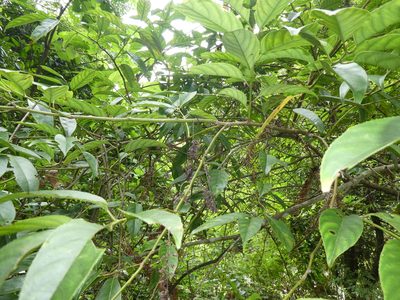 Itea chinensis, photographed by Aaron Liston