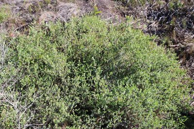 Cliffortia obcordata, photographed by Tony Rebelo