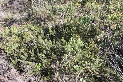 Phylica parviflora, photographed by Tony Rebelo