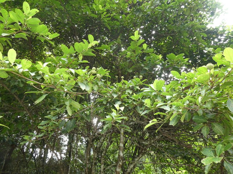 Cornus hongkongensis, photographed by Aaron Liston