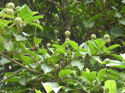 Cornus hongkongensis, photographed by Aaron Liston