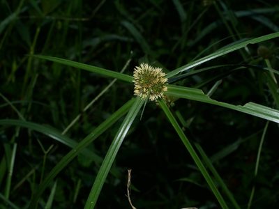 Cyperus aromaticus, photographed by Jacy Chen