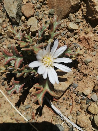 Gazania jurineifolia, photographed by Christiaan Viljoen