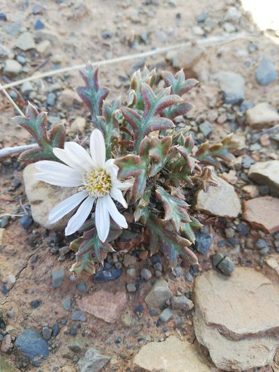 Gazania jurineifolia, photographed by Christiaan Viljoen