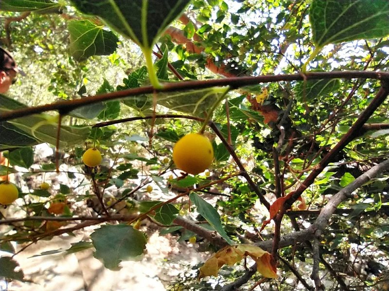 Celtis glabrata, photographed by Алексей Ябс