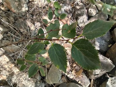 Celtis glabrata, photographed by Алексей Ябс