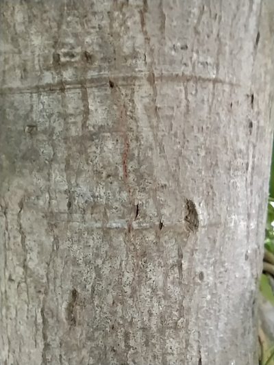 Celtis glabrata, photographed by Алексей Ябс
