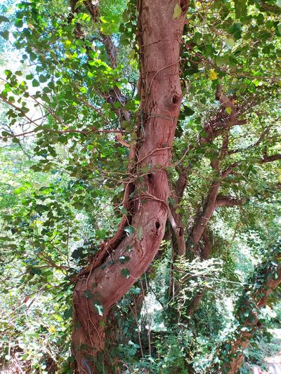 Celtis glabrata, photographed by Алексей Ябс