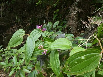 Blastus pauciflorus, photographed by Aaron Liston