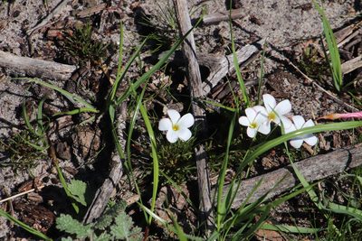 Oxalis versicolor, photographed by Tony Rebelo
