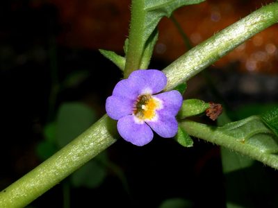 Limnophila rugosa, photographed by Jacy Chen