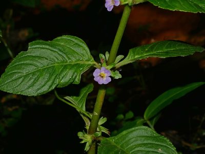Limnophila rugosa, photographed by Jacy Chen