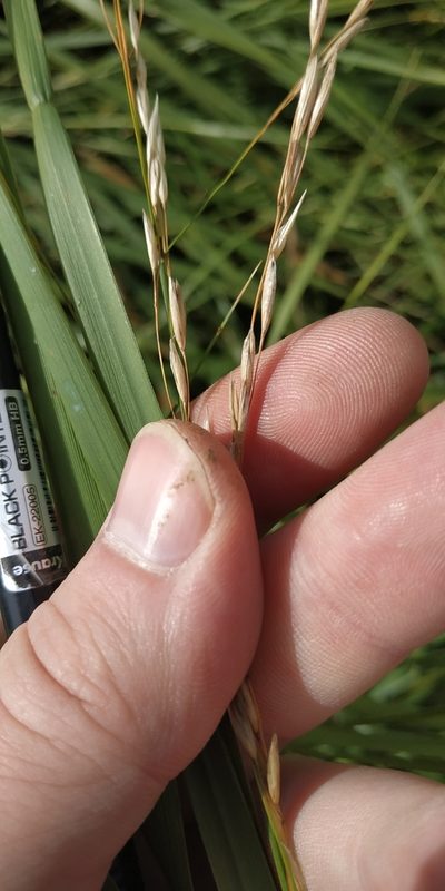 Scolochloa festucacea, photographed by Yurii Basov