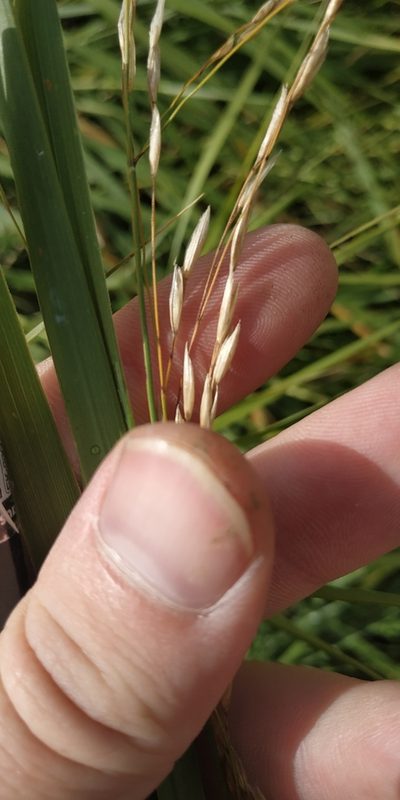 Scolochloa festucacea, photographed by Yurii Basov