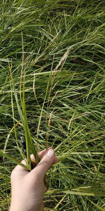 Scolochloa festucacea, photographed by Yurii Basov