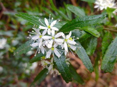 Leionema bilobum, photographed by Kiri Bee