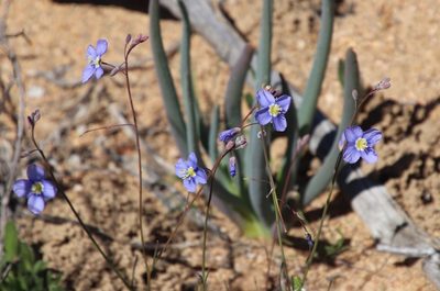 Heliophila leptophylla, photographed by Tony Rebelo