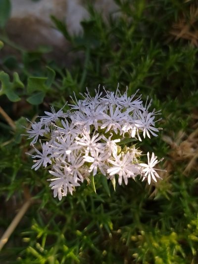 Drypis spinosa, photographed by viridian
