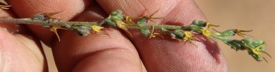 Manulea decipiens, photographed by Tony Rebelo
