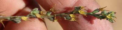Manulea decipiens, photographed by Tony Rebelo