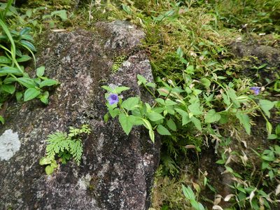 Torenia asiatica, photographed by Aaron Liston