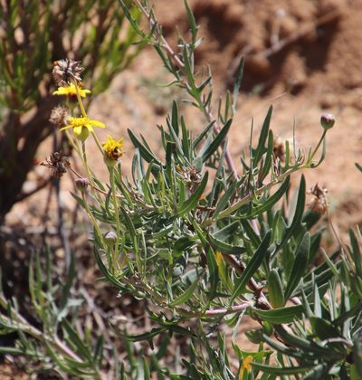 Othonna leptodactyla, photographed by Tony Rebelo